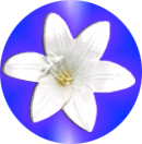 Dirección : Aparicio Saravia 3609 Montevideo - Uruguay